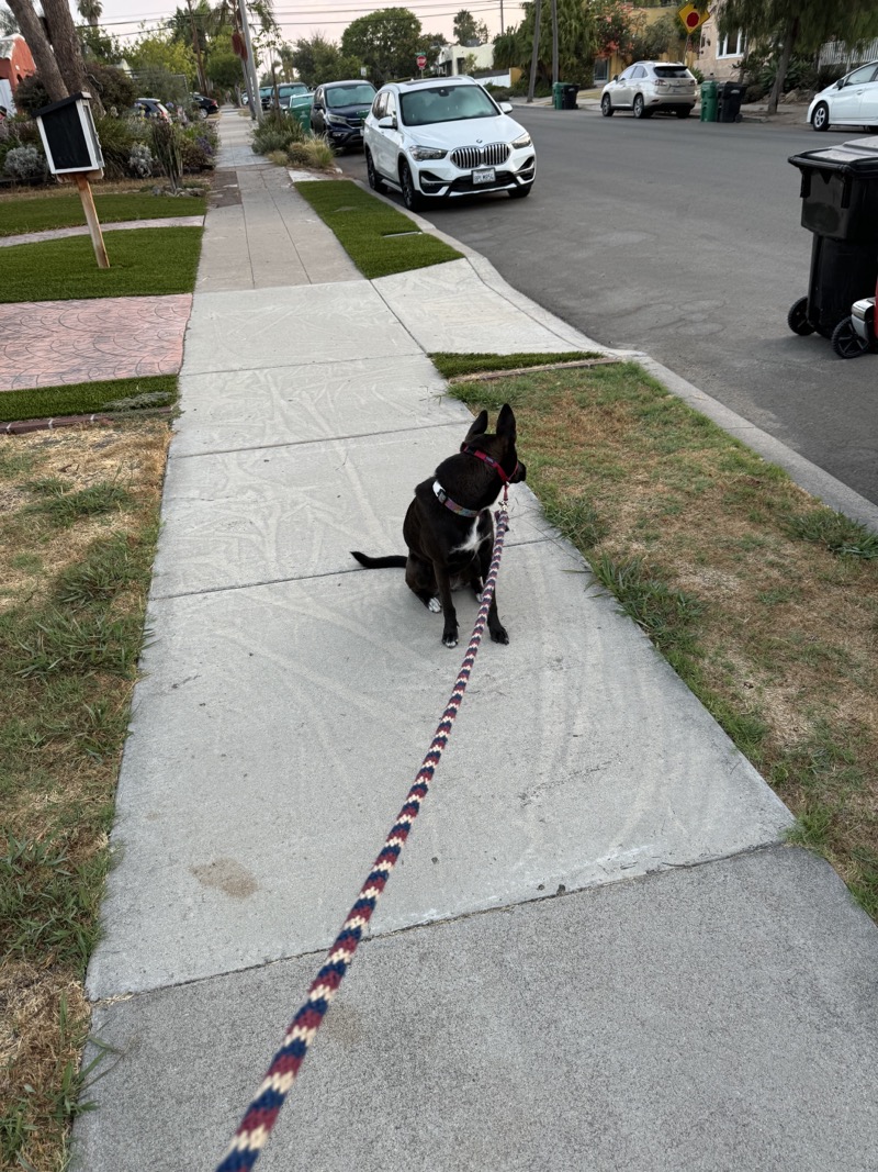 A picture of a black dog named Bowie sitting, taken on August 8 2024 at 6:17 am